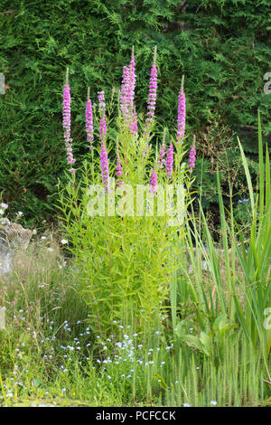 Purple Loosestrife, Lythrum salicaria, in garden wildlife pond, Sussex, UK, July Stock Photo
