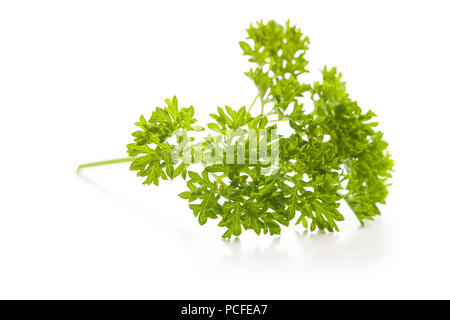 Branch of green parsley isolated on white background. Stock Photo