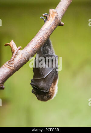 Fruit bat hanging from branch Stock Photo