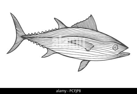 Ink sketch of tuna. Stock Vector