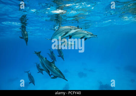 August 2, 2018 - Red Sea, Sataya Reef, Marsa Alam, Egypt, Africa - A pod of dolphins swim under surface of the blue water. Spinner Dolphins  (Credit Image: © Andrey Nekrasov/ZUMA Wire/ZUMAPRESS.com) Stock Photo