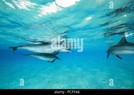 August 2, 2018 - Red Sea, Sataya Reef, Marsa Alam, Egypt, Africa - Family of Spinner Dolphins (Stenella longirostris) swim under surface of water (Credit Image: © Andrey Nekrasov/ZUMA Wire/ZUMAPRESS.com) Stock Photo