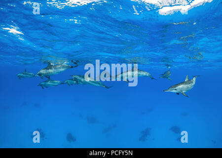 August 2, 2018 - Red Sea, Sataya Reef, Marsa Alam, Egypt, Africa - A pod of Spinner Dolphins (Stenella longirostris) swim under surface of the blue water  (Credit Image: © Andrey Nekrasov/ZUMA Wire/ZUMAPRESS.com) Stock Photo