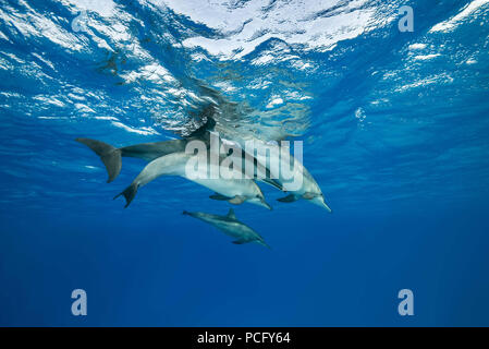 August 2, 2018 - Red Sea, Sataya Reef, Marsa Alam, Egypt, Africa - Family of Spinner Dolphins (Stenella longirostris) swim under surface of water (Credit Image: © Andrey Nekrasov/ZUMA Wire/ZUMAPRESS.com) Stock Photo