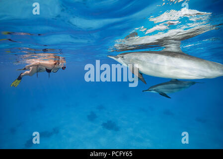 August 2, 2018 - Red Sea, Sataya Reef, Marsa Alam, Egypt, Africa - Mutual curiosity - woman in a mask and fins looks at the dolphins and the women on a woman. Spinner Dolphins  (Credit Image: © Andrey Nekrasov/ZUMA Wire/ZUMAPRESS.com) Stock Photo