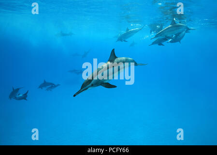 August 1, 2018 - Red Sea, Sataya Reef, Marsa Alam, Egypt, Africa - A pod of Spinner Dolphins (Stenella longirostris) swim under surface of the blue water (Credit Image: © Andrey Nekrasov/ZUMA Wire/ZUMAPRESS.com) Stock Photo