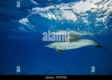 August 2, 2018 - Red Sea, Sataya Reef, Marsa Alam, Egypt, Africa - Spinner Dolphin (Stenella longirostris) swim in the blue water reflecting off the surface (Credit Image: © Andrey Nekrasov/ZUMA Wire/ZUMAPRESS.com) Stock Photo