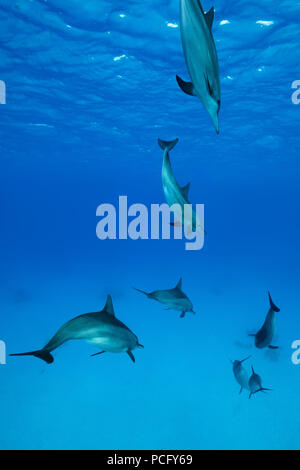 August 2, 2018 - Red Sea, Sataya Reef, Marsa Alam, Egypt, Africa - A pod of Spinner Dolphins (Stenella longirostris) swim in the blue water (Credit Image: © Andrey Nekrasov/ZUMA Wire/ZUMAPRESS.com) Stock Photo