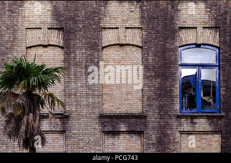 Old brick wall with three windows, two false, one with glass and blue color frame, small palm near building. Toned with retro filter. Abstract vintage Stock Photo