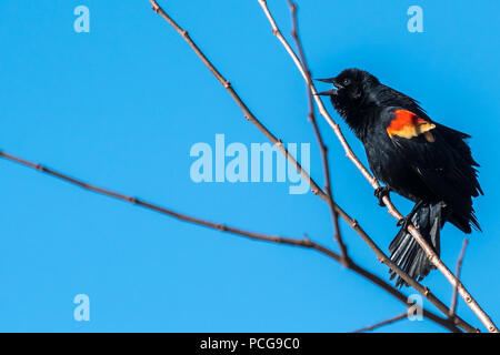 Male Red-winged Black Bird (Agelaius phoeniceus) perched on a tree branch calling. Stock Photo