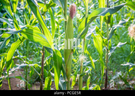 Corn (Zea mays) stalks grown on a farm in Ganta, Liberia Stock Photo