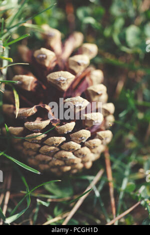Closeup macro shot of beautiful yellow pine cone lying in green grass, fall summer season, view from above overhead, toned with retro vintage faded Stock Photo