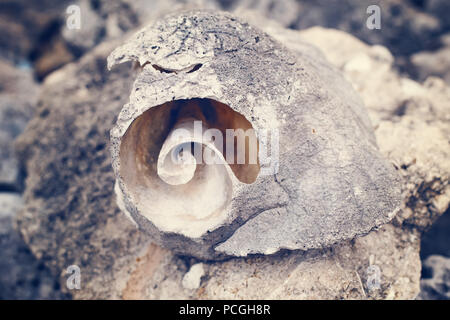Large beautiful broken cracked antique old ocean seashell shell on rocks stones outside in nature, toned with instagram filters, faded pastel look, cl Stock Photo