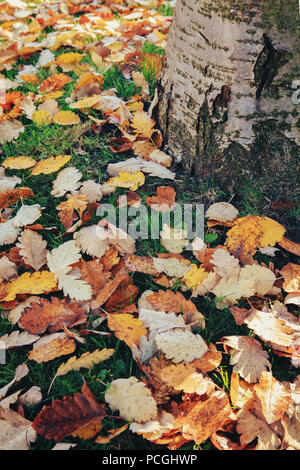 Beautiful close up image shot with colorful yellow red dry autumn fall maple leaves on ground, fall season, view from above, toned with Instagram vsco Stock Photo