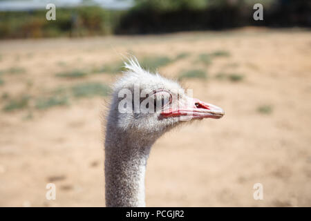Portrait of an ostrich close up on a sunny day Stock Photo