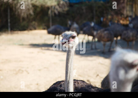 Portrait of an ostrich close up on a sunny day Stock Photo