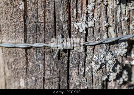 Close-up of barbed wire embedded in a fungus covered fence post. Stock Photo