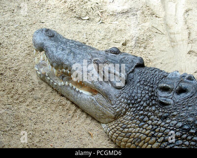 The Australian Saltwater Crocodile (Crocodylue porosus) in captivity. In the wild it is an apex predator and the largest of all living reptiles. Stock Photo
