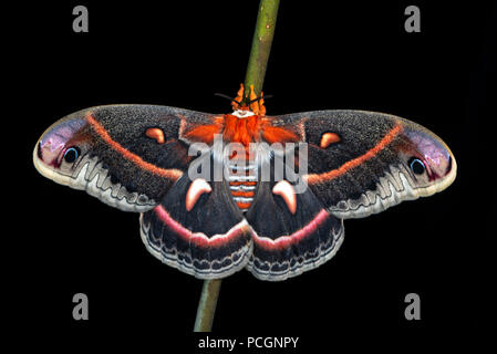 Cecropia silk moth Hyalophora cecropia - top view of a female on a branch with wings spread, on a black background. Stock Photo