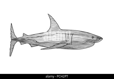 Predatory fish shark Stock Vector