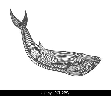Graphical hand painted whale Stock Vector