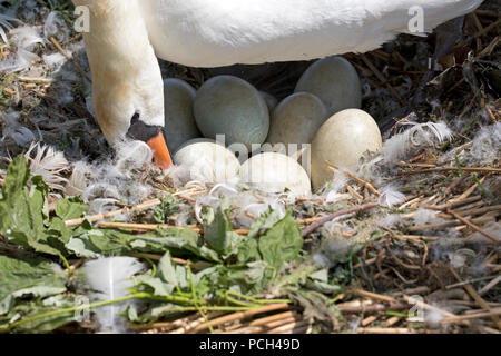 Closeup Mute swan Cygnus olor on nest turning eggs in Abbotsbury Swannery Dorset Stock Photo