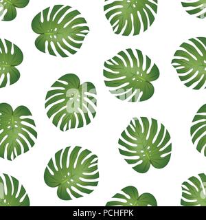 Philodendron Monstera Leaf on White Background. Vector Illustration. Stock Vector
