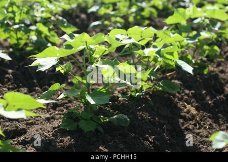 Young cotton plants growing in soil Stock Photo