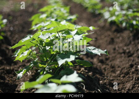 Young cotton plants growing in soil Stock Photo