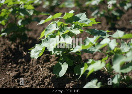 Young cotton plants growing in soil Stock Photo