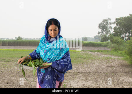 Indian rural woman working in field Stock Photo