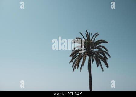 Beautiful looking top of a palm tree in the sky. The sky has an gorgeous gradient from light blue to a dark grey-blue. Stock Photo