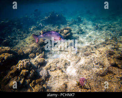 Twinspot snapper (Lutjanus bohar) side view of large silver fish with dark fins swimming in the blue clear water of the Red Sea, with small fish swimm Stock Photo