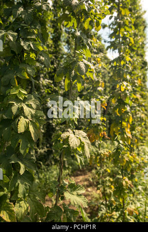 Green fields of hops Stock Photo