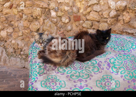 Very mixed colors of two rather ugly and angry cats, lying on the mattress on the street. Stone wall in the background. Stock Photo