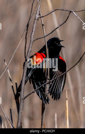 Male Red-winged Black Bird (Agelaius phoeniceus) perched on a tree branch singing. Stock Photo