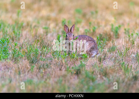 Eastern Cottontail Rabbit (Sylvilagus floridanus). Stock Photo