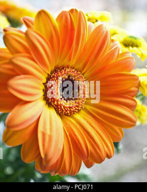 Orange Calendula Flower Stock Photo
