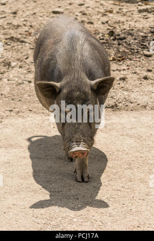 One pot bellied pig (sus scrofa) - Vietnamese pig Stock Photo