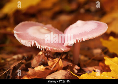 mycena pura mushrooms, commonly known as the lilac bonnet Stock Photo