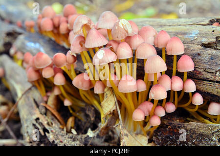 mycena renati mushroom cluster on a tree stump. commonly known as the beautiful bonnet Stock Photo