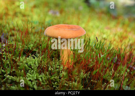 lactarius volemus mushroom in the moss Stock Photo