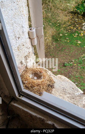 An empty bird nest with one opened egg hidden in between the shutters and window upstairs in a French farmhouse Stock Photo