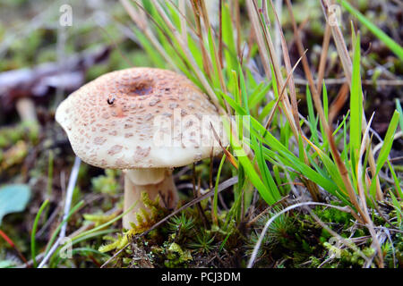 amanita rubescens mushroom in the grass