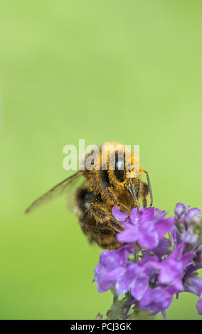 Bumblebee covered in pollen, England, UK Stock Photo - Alamy