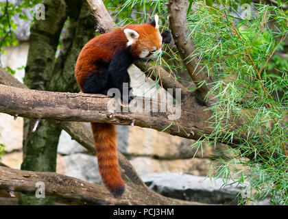 Red panda Ailurus fulgens or lesser panda eating bamboo leaves on tree branch Stock Photo