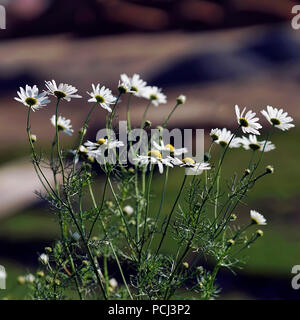Summer camomiles, wild daisys flowers in the wind close-up. Concept of seasons, ecology, green planet Stock Photo