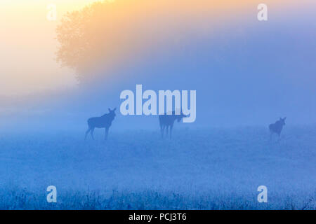 Misty morning with moose on a meadow in the sunrise Stock Photo