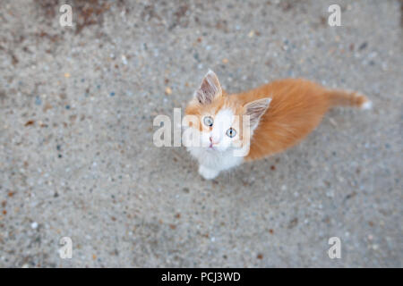 Young sad baby puppy cat looking up seen a high angle view on the street in the city Stock Photo
