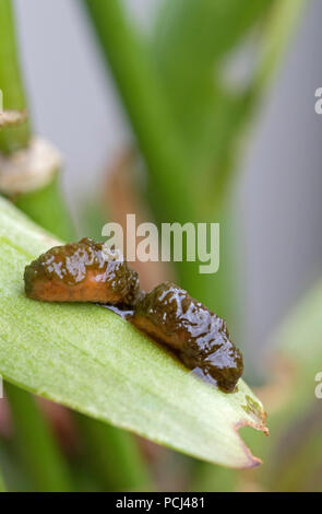 Scarlet lily beetle larvae (Lilioceris lilii) on a lily leaf. England, UK Stock Photo